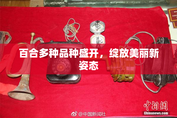 百合多种品种盛开，绽放美丽新姿态
