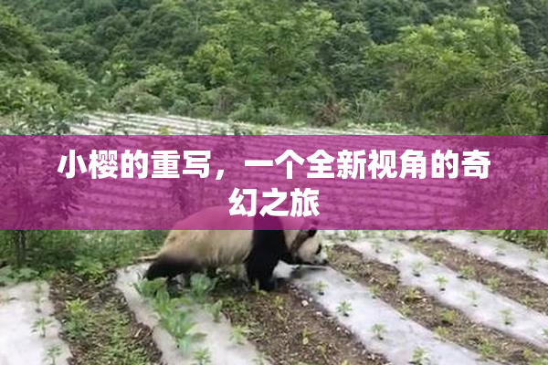 小樱的重写，一个全新视角的奇幻之旅