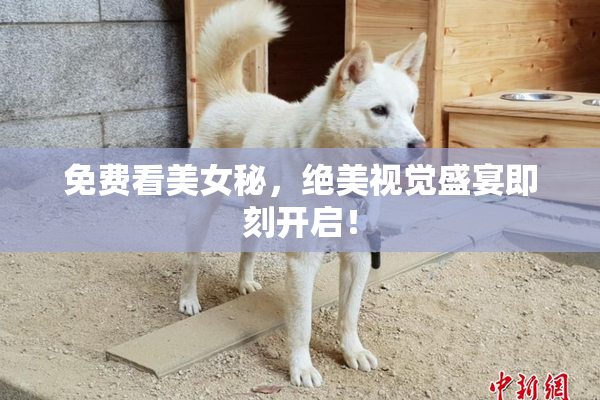 免费看美女秘，绝美视觉盛宴即刻开启！