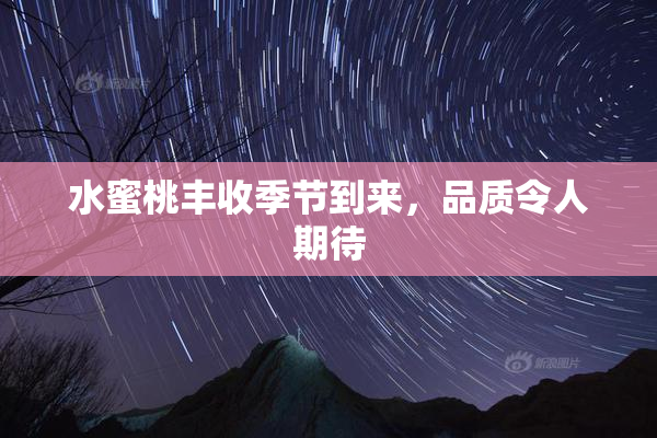水蜜桃丰收季节到来，品质令人期待