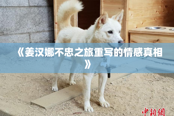《姜汉娜不忠之旅重写的情感真相》