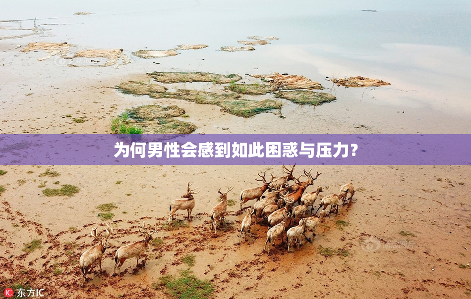 为何男性会感到如此困惑与压力？