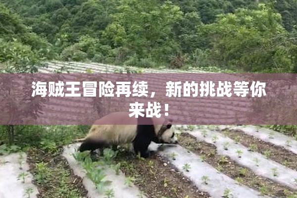 海贼王冒险再续，新的挑战等你来战！