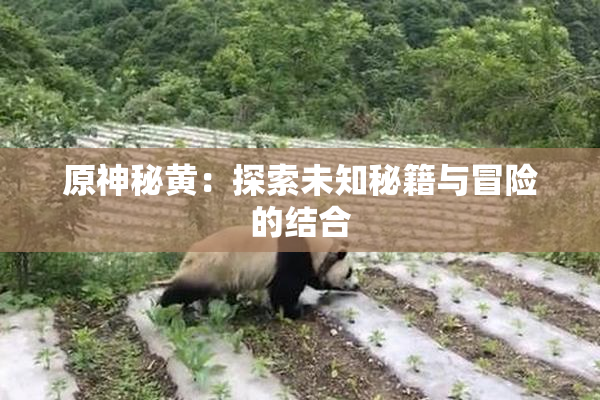 原神秘黄：探索未知秘籍与冒险的结合