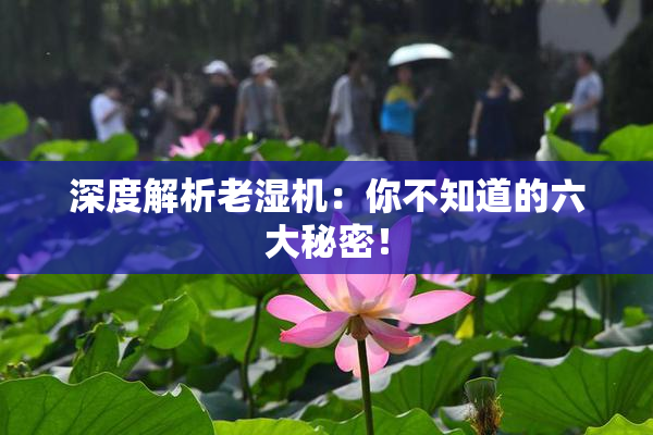 深度解析老湿机：你不知道的六大秘密！