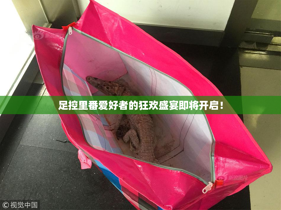 足控里番爱好者的狂欢盛宴即将开启！