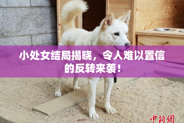 小处女结局揭晓，令人难以置信的反转来袭！