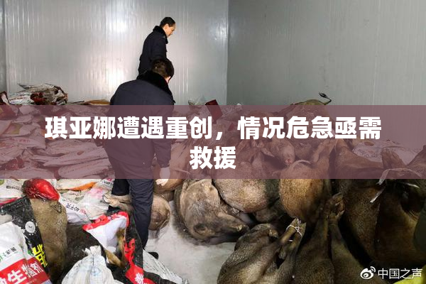 琪亚娜遭遇重创，情况危急亟需救援