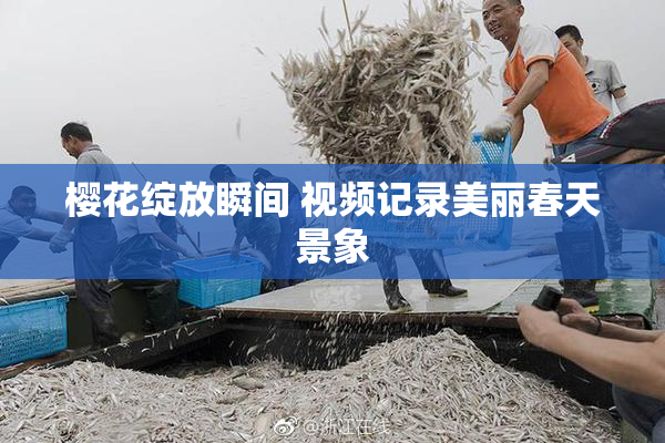 樱花绽放瞬间 视频记录美丽春天景象