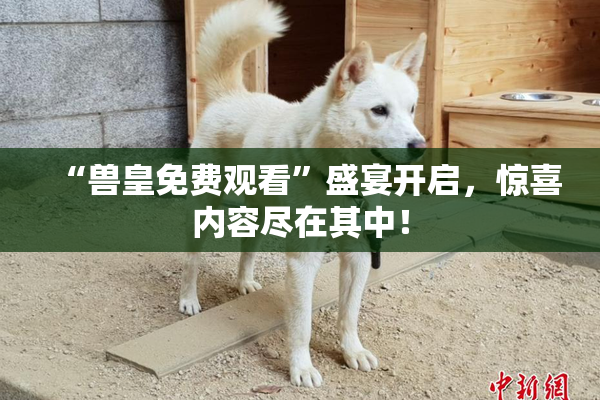 “兽皇免费观看”盛宴开启，惊喜内容尽在其中！
