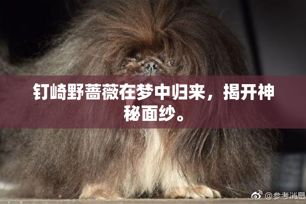 钉崎野蔷薇在梦中归来，揭开神秘面纱。