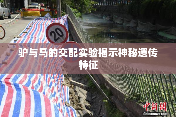 驴与马的交配实验揭示神秘遗传特征