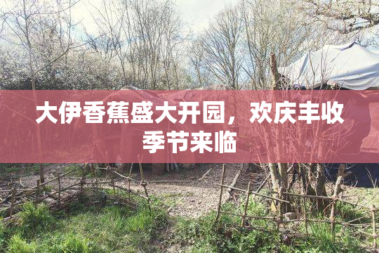 大伊香蕉盛大开园，欢庆丰收季节来临