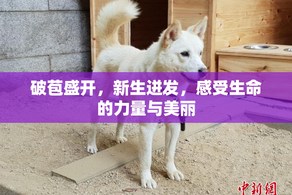破苞盛开，新生迸发，感受生命的力量与美丽