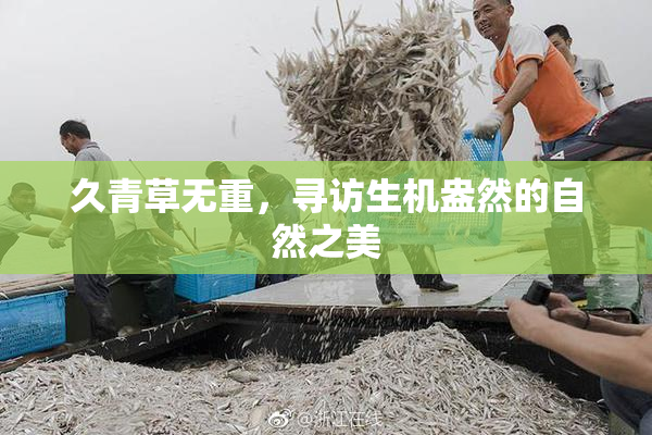 久青草无重，寻访生机盎然的自然之美
