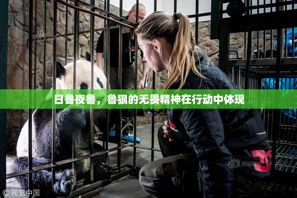 日鲁夜鲁，鲁狠的无畏精神在行动中体现
