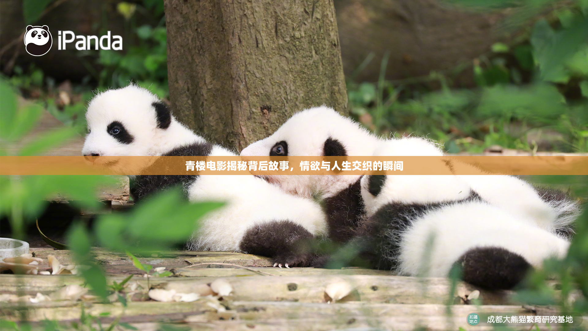青楼电影揭秘背后故事，情欲与人生交织的瞬间