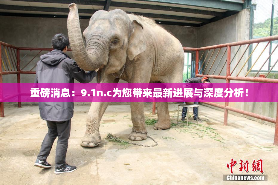 重磅消息：9.1n.c为您带来最新进展与深度分析！