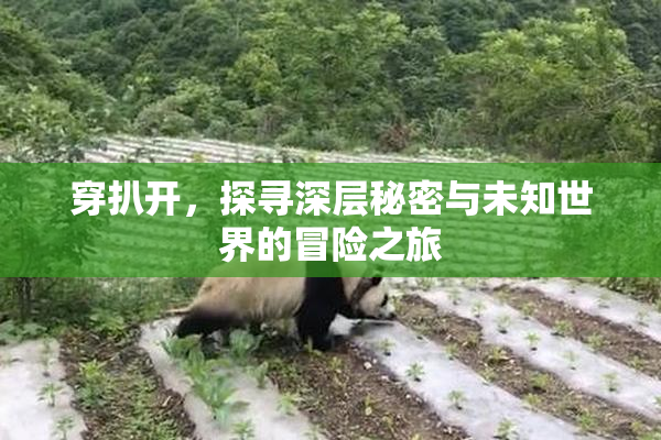 穿扒开，探寻深层秘密与未知世界的冒险之旅