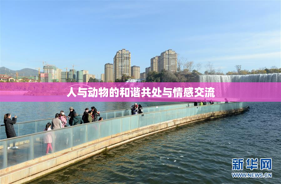 人与动物的和谐共处与情感交流
