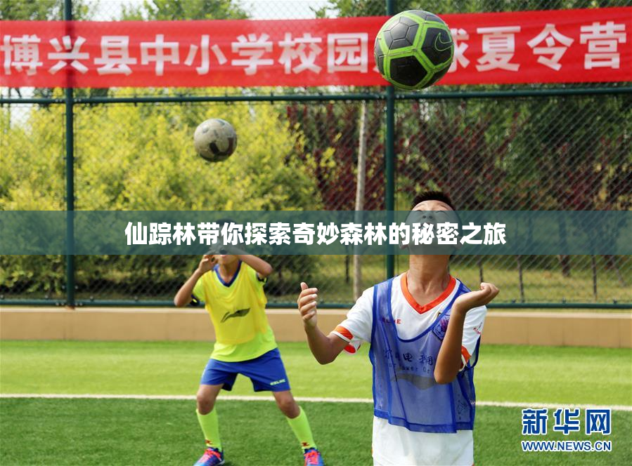 仙踪林带你探索奇妙森林的秘密之旅