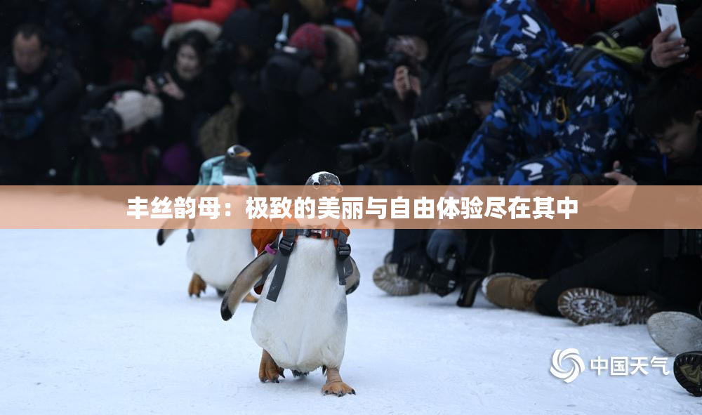 丰丝韵母：极致的美丽与自由体验尽在其中