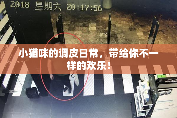 小猫咪的调皮日常，带给你不一样的欢乐！