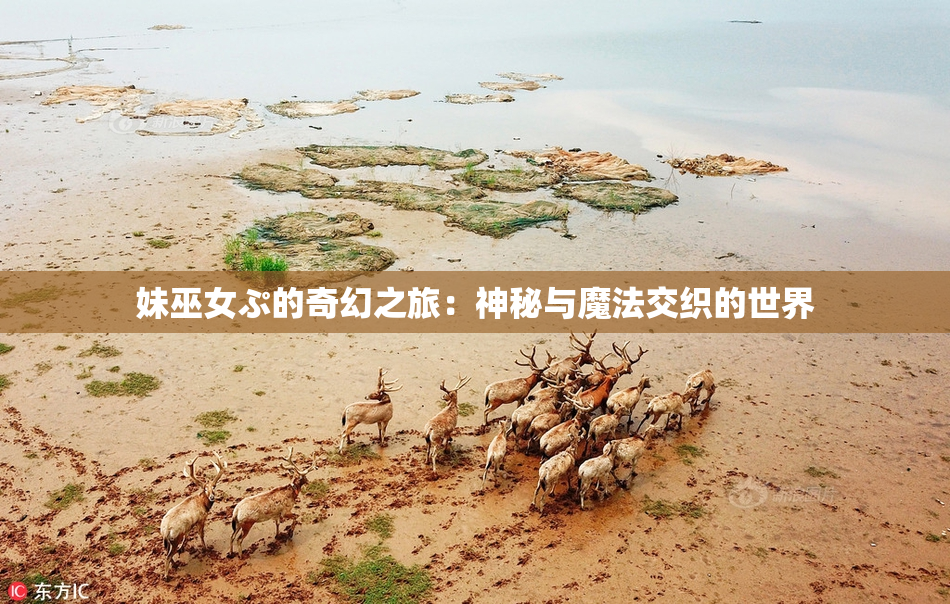 妹巫女ぷ的奇幻之旅：神秘与魔法交织的世界