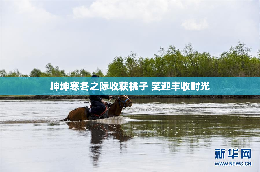 坤坤寒冬之际收获桃子 笑迎丰收时光