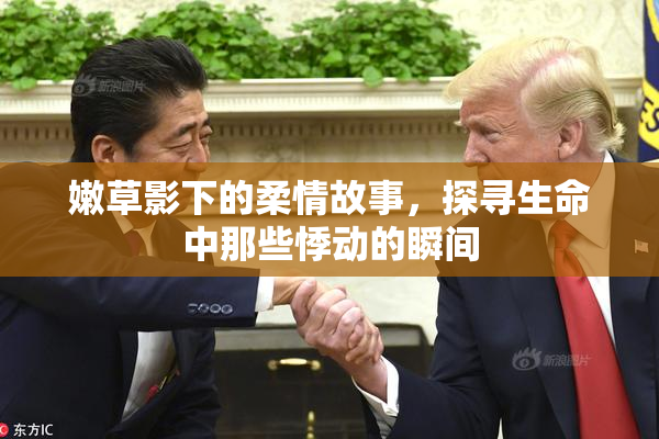 嫩草影下的柔情故事，探寻生命中那些悸动的瞬间