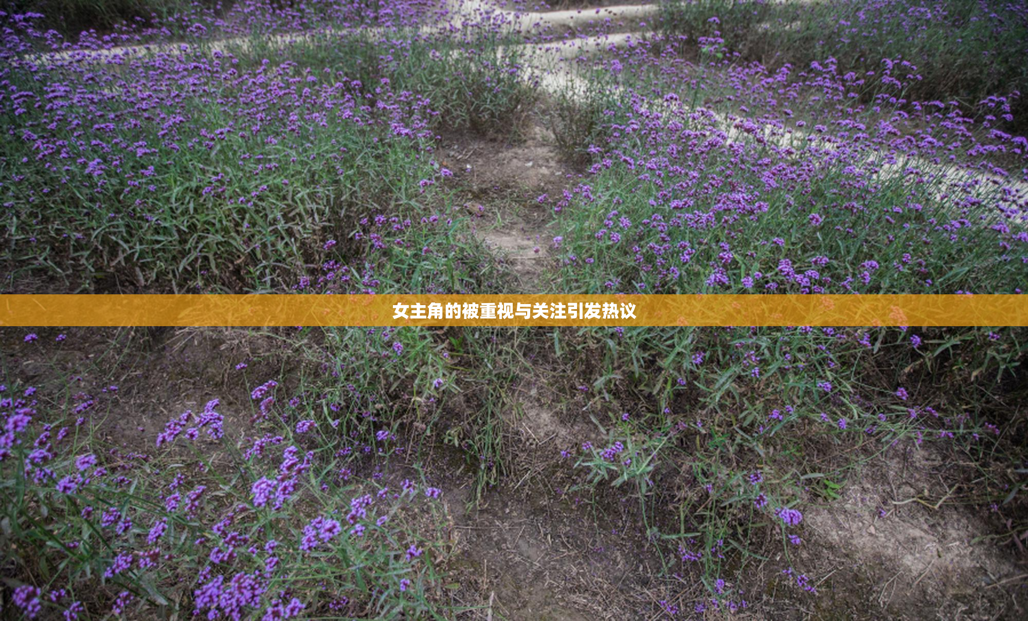 女主角的被重视与关注引发热议