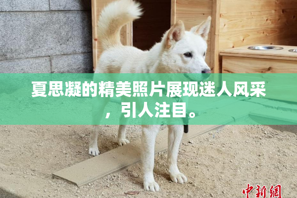 夏思凝的精美照片展现迷人风采，引人注目。