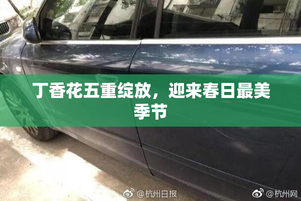 丁香花五重绽放，迎来春日最美季节