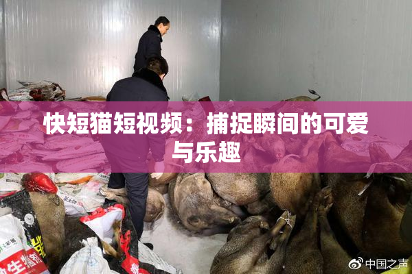 快短猫短视频：捕捉瞬间的可爱与乐趣