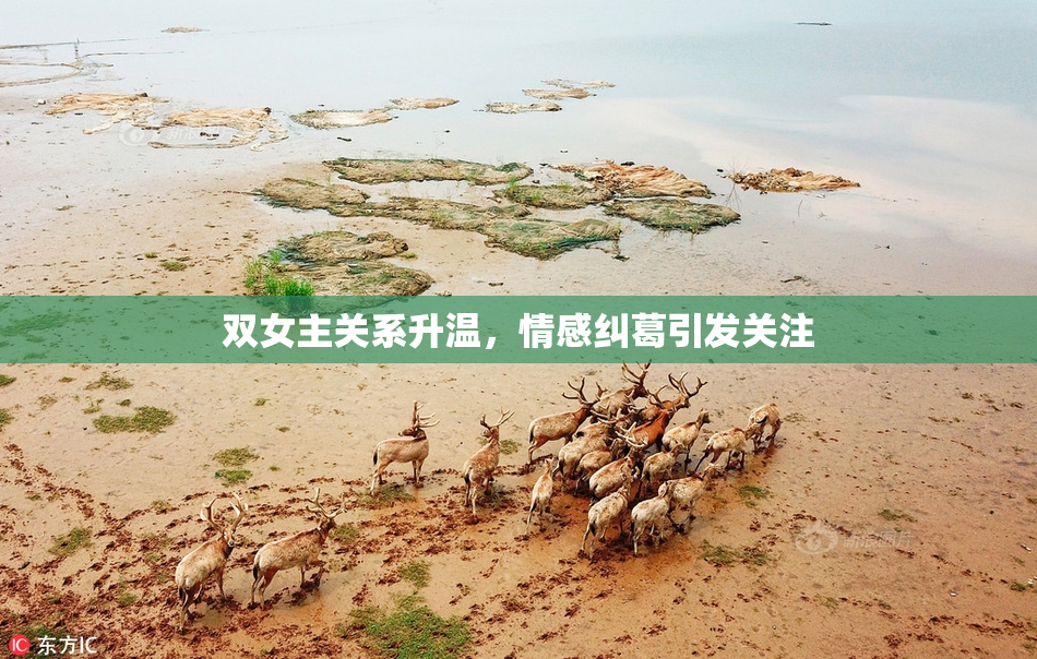 双女主关系升温，情感纠葛引发关注