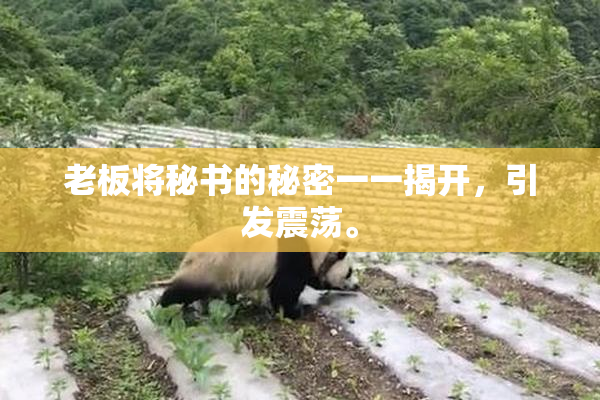 老板将秘书的秘密一一揭开，引发震荡。