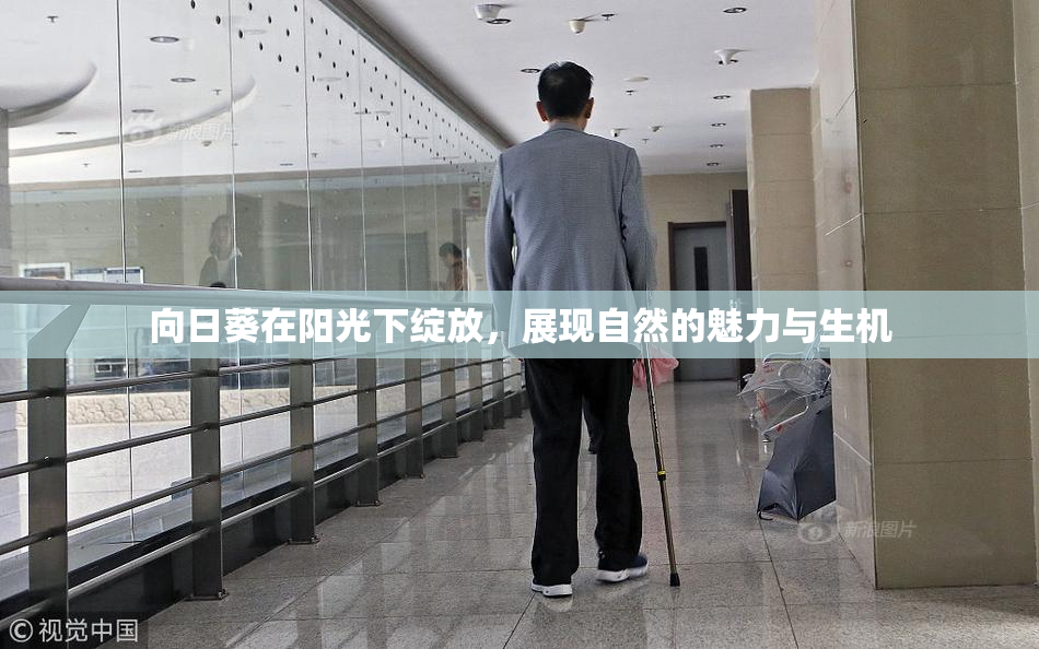 向日葵在阳光下绽放，展现自然的魅力与生机