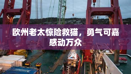 欧州老太惊险救猫，勇气可嘉感动万众
