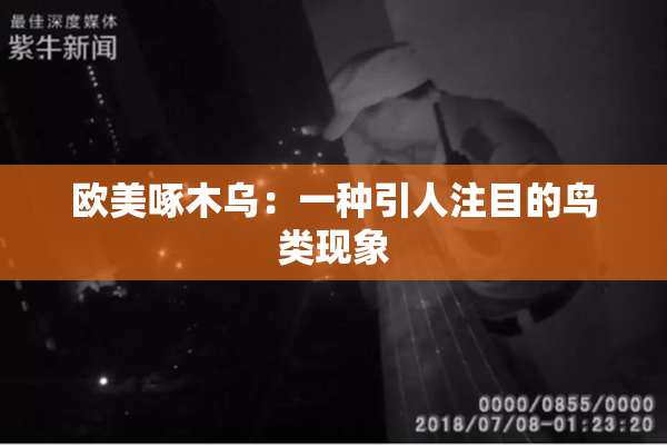 欧美啄木乌：一种引人注目的鸟类现象