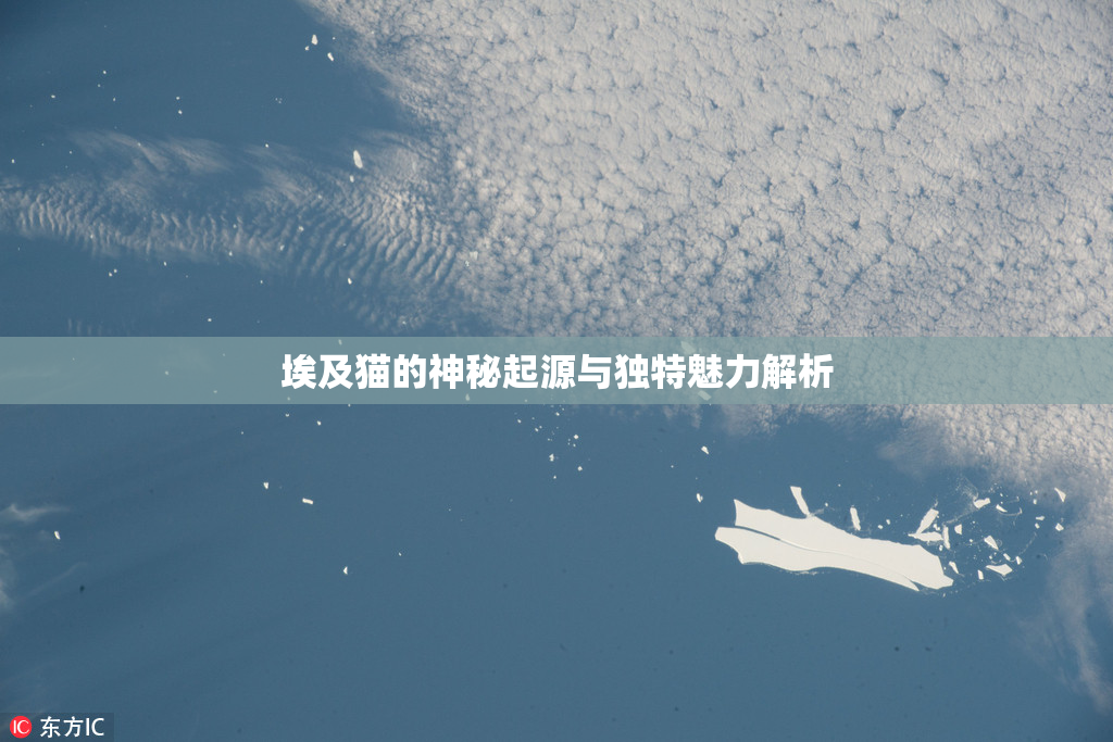 埃及猫的神秘起源与独特魅力解析