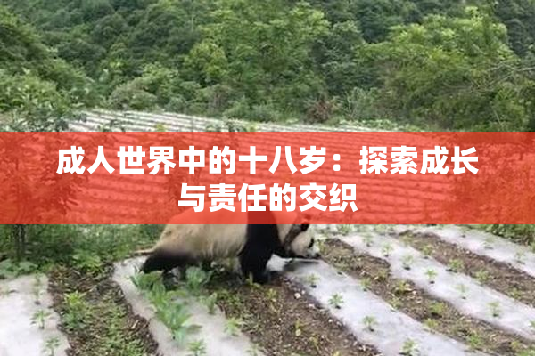 成人世界中的十八岁：探索成长与责任的交织