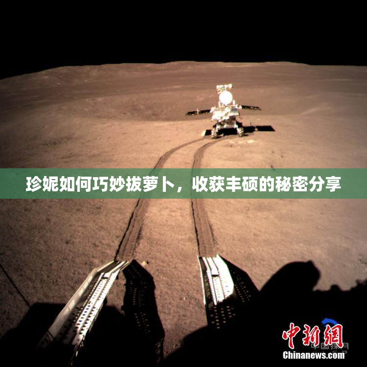 珍妮如何巧妙拔萝卜，收获丰硕的秘密分享