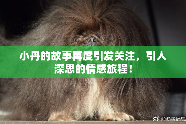 小丹的故事再度引发关注，引人深思的情感旅程！