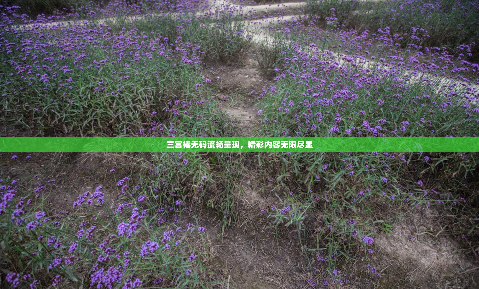 三宫椿无码流畅呈现，精彩内容无限尽显