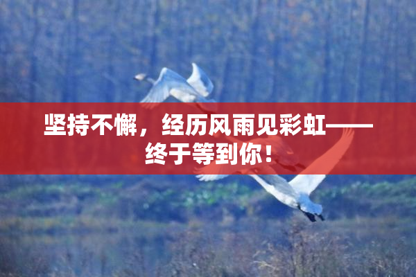 坚持不懈，经历风雨见彩虹——终于等到你！