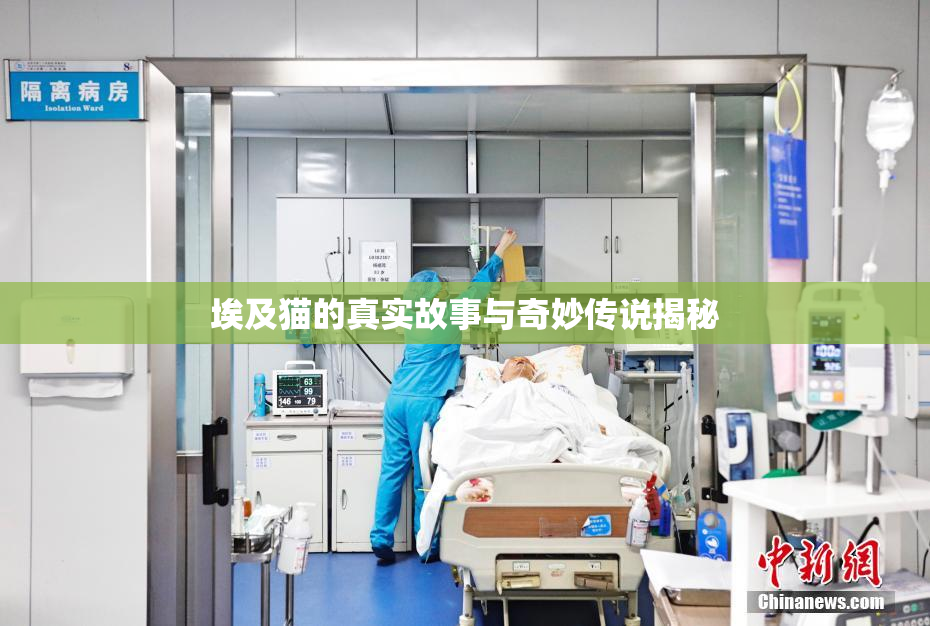 埃及猫的真实故事与奇妙传说揭秘