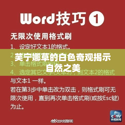 芙宁娜草的白色奇观揭示自然之美
