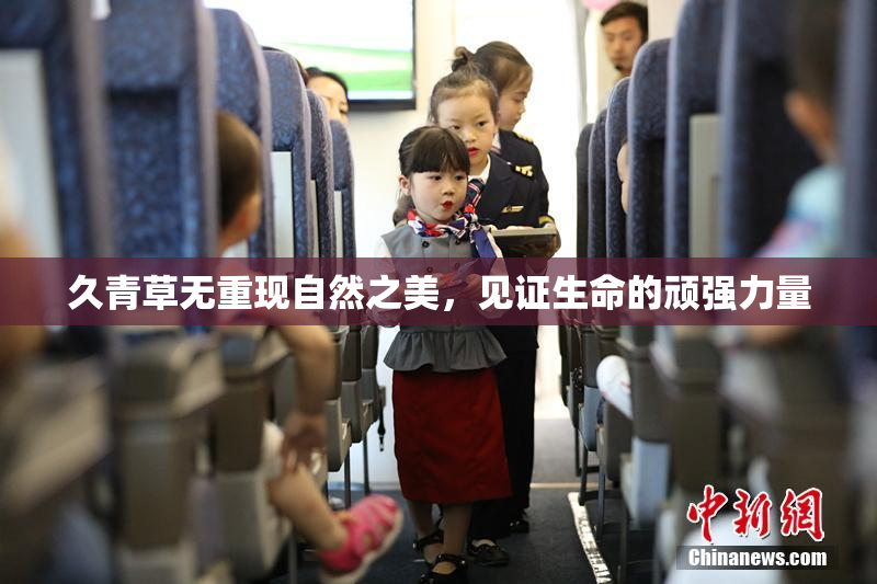 久青草无重现自然之美，见证生命的顽强力量