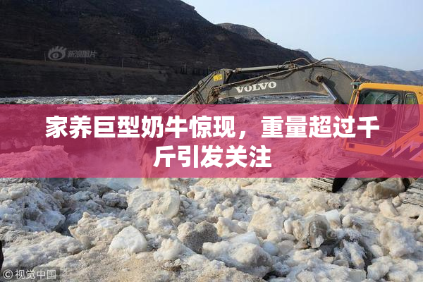 家养巨型奶牛惊现，重量超过千斤引发关注