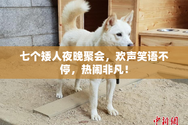 七个矮人夜晚聚会，欢声笑语不停，热闹非凡！